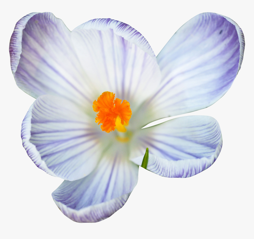 Snow Crocus, HD Png Download, Free Download