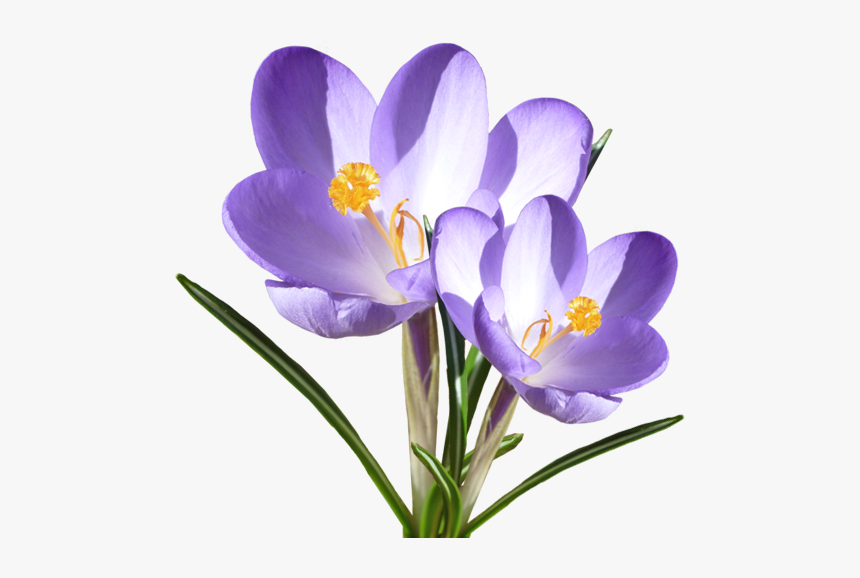 Krokusse Gedichte Krokus Blume Clipart Hd Png Download Kindpng