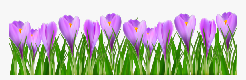 #ftestickers #flowers #crocus #border #purple - Krokus Clipart, HD Png Download, Free Download
