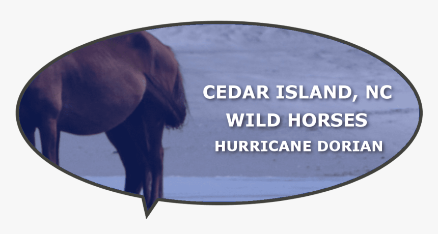 Wild Horses Lost Dorian Cedar Island Nc - Sorrel, HD Png Download, Free Download