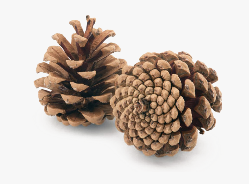 Sugar Pine,lodgepole Pine,red Pine,conifer Cone,western, HD Png Download, Free Download