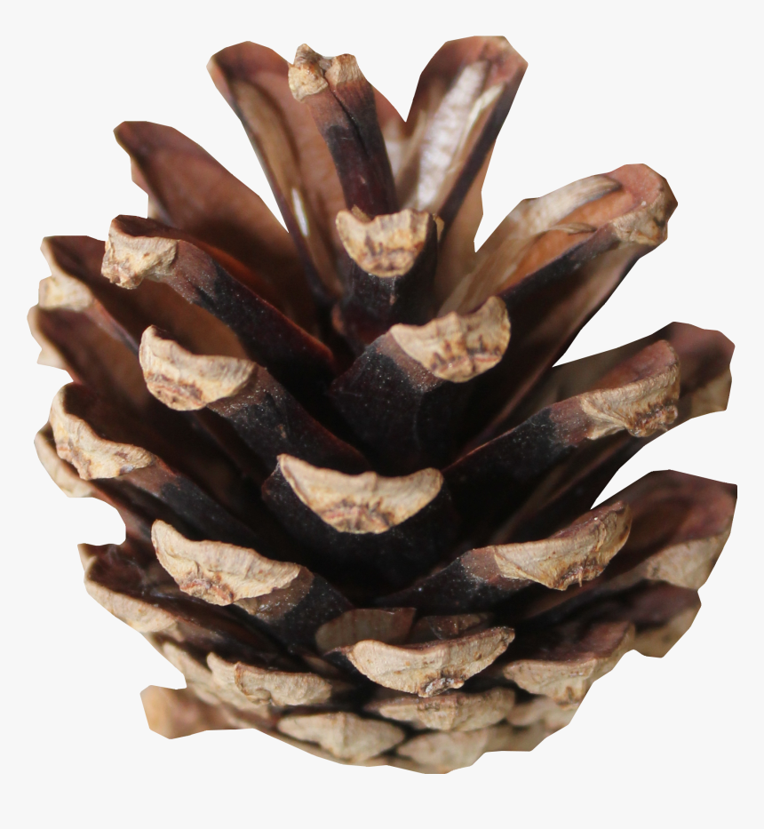 Brown Pine Cones Png Download - Conifer Cone, Transparent Png, Free Download