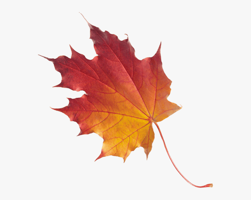 Banner Leaf - Maple Leaf, HD Png Download, Free Download