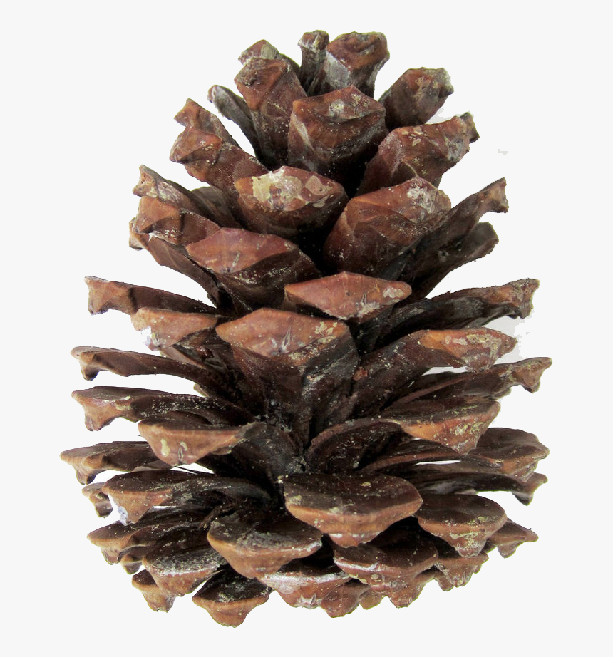 Pine Cones Png - Pine Cone Drawing Transparent, Png Download, Free Download