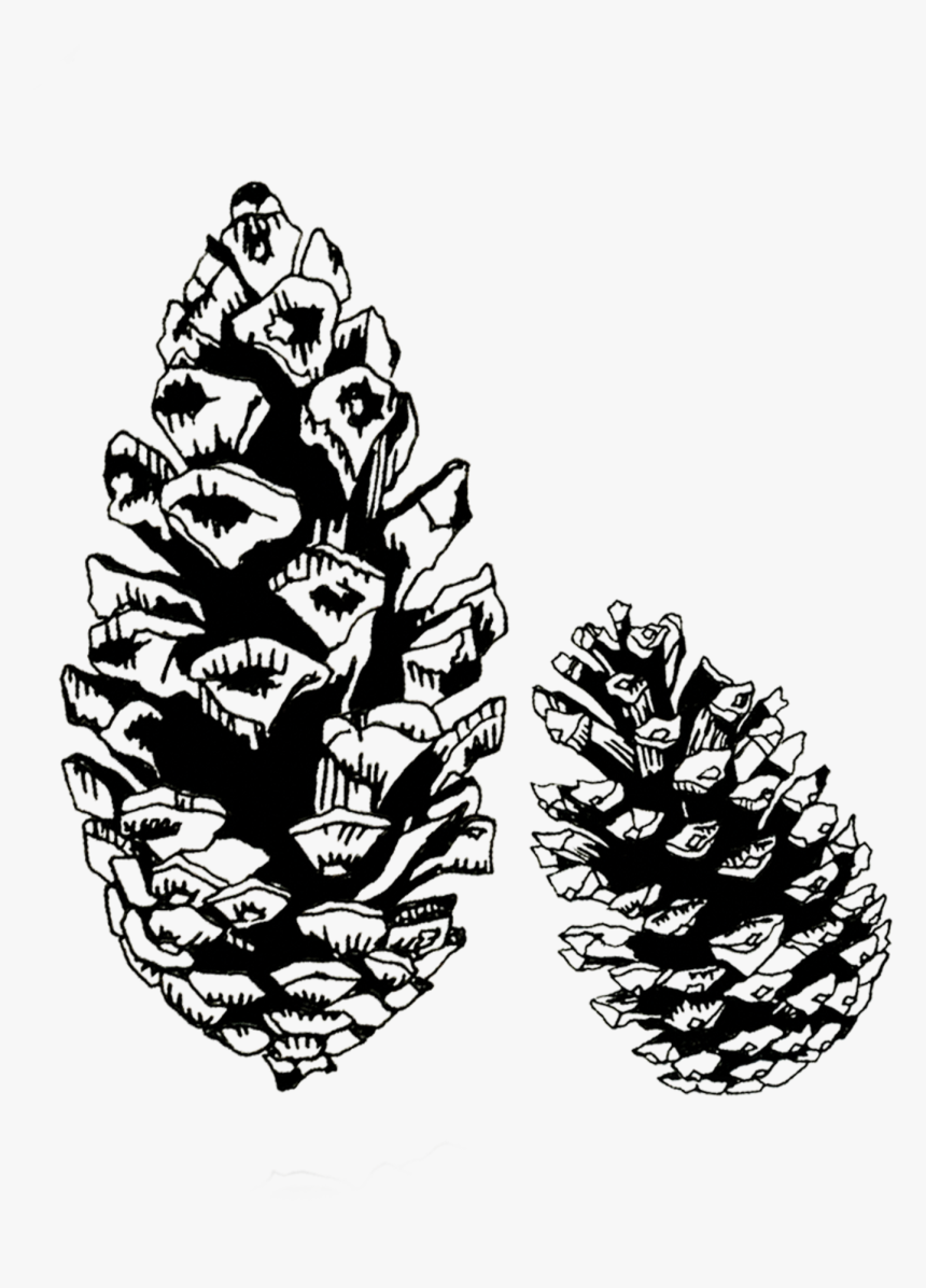 Pine Cone Black And White, HD Png Download, Free Download
