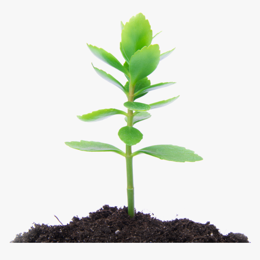 Planting Of Trees Helps To Improve Water Quality Along - Transparent Background Small Plant Png, Png Download, Free Download