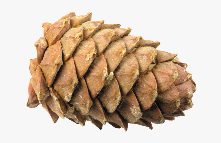 Pinecone Ornaments Png - Шишка Картинки, Transparent Png, Free Download
