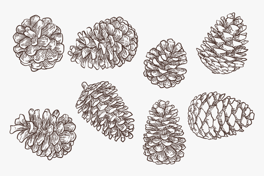Pine Cone Vector Free, HD Png Download, Free Download
