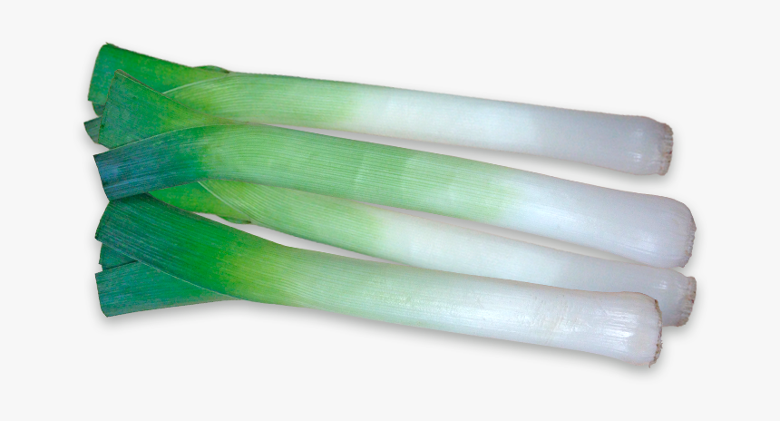 Leek Png - Leek, Transparent Png, Free Download