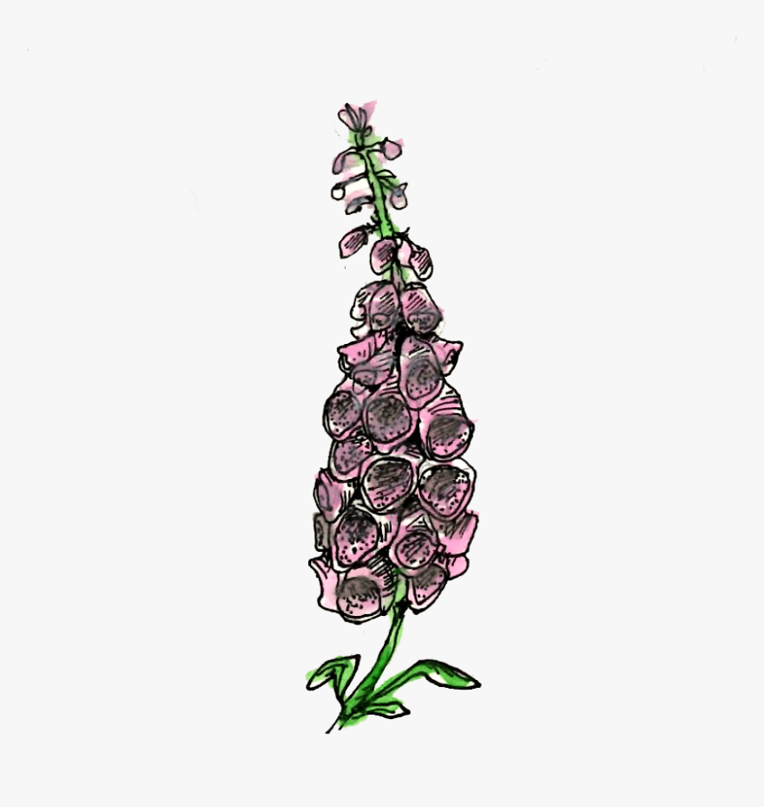 Digitalis Purpurea Illustration - Grape, HD Png Download, Free Download