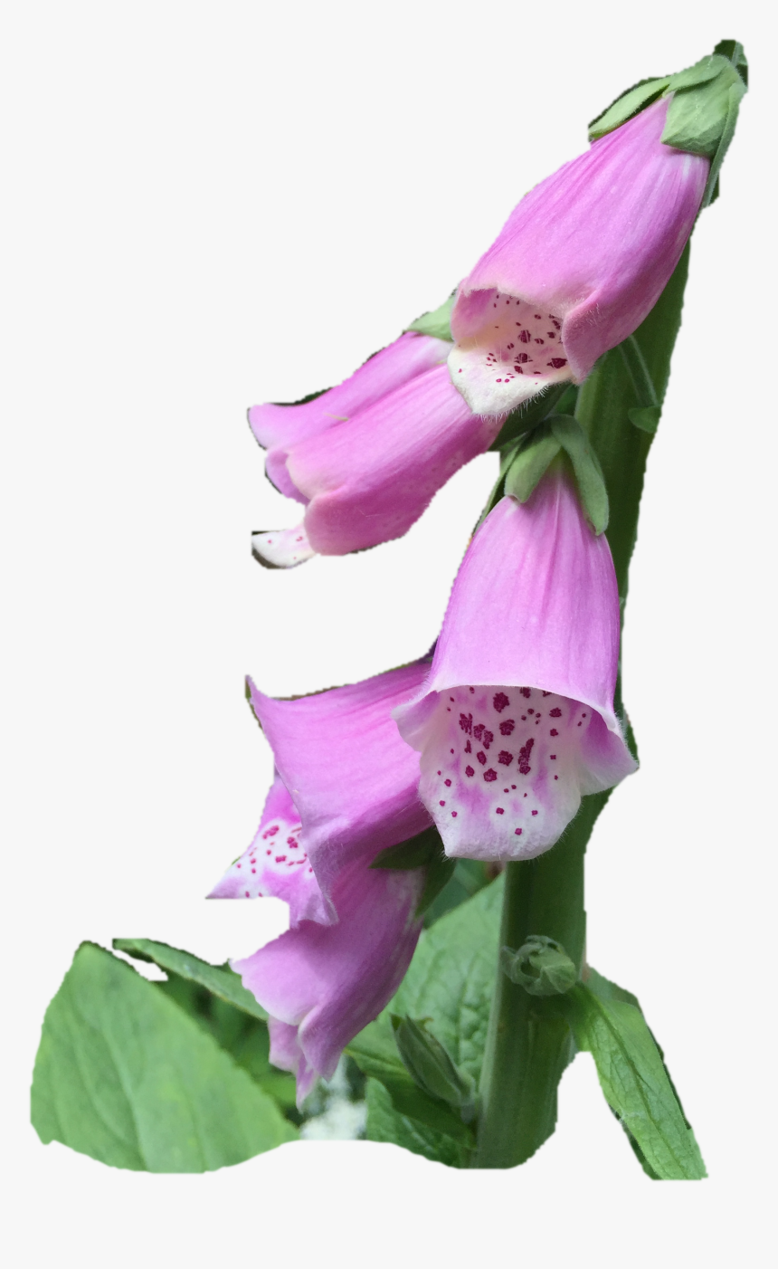 Digitalis, HD Png Download, Free Download