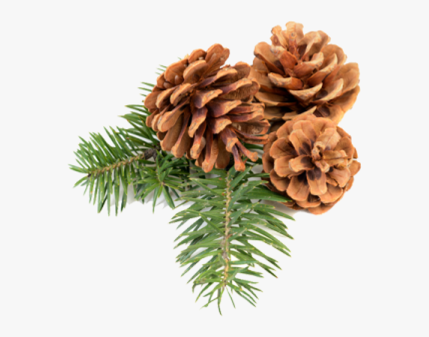 Pine Cone Icon Png Free - Christmas Pine Cone Png, Transparent Png, Free Download