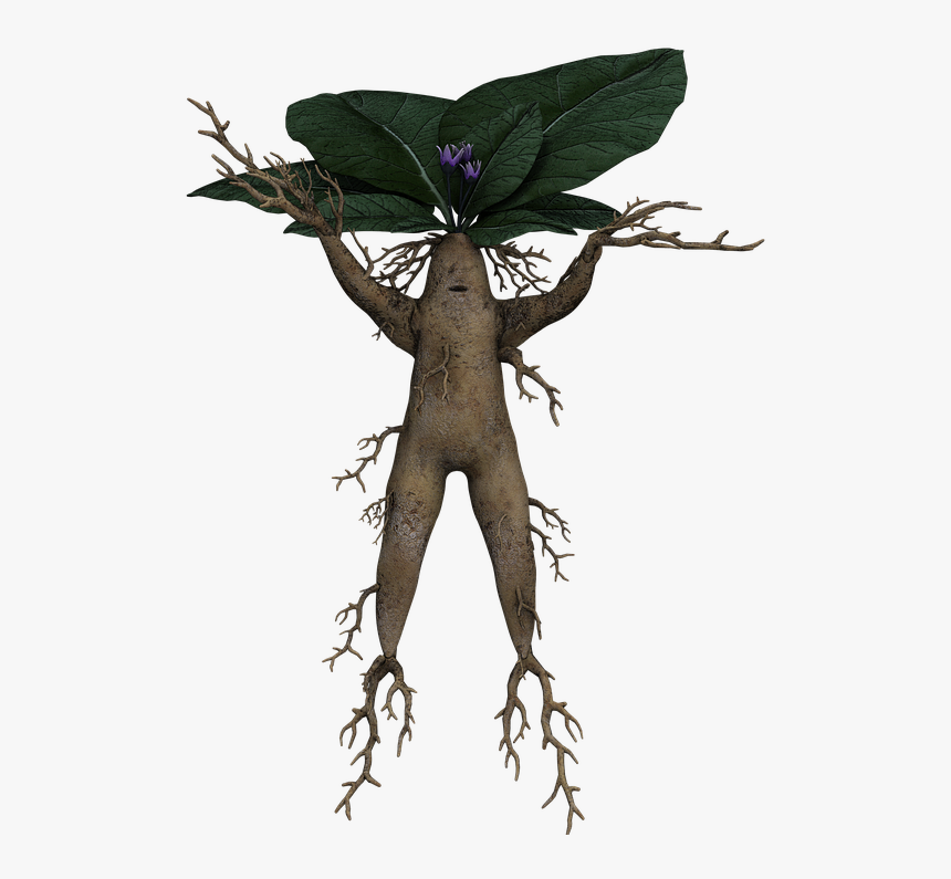 Alraune, Root, Fantasy, Funny, Cheerful, Mystical - Mandrake, HD Png Download, Free Download