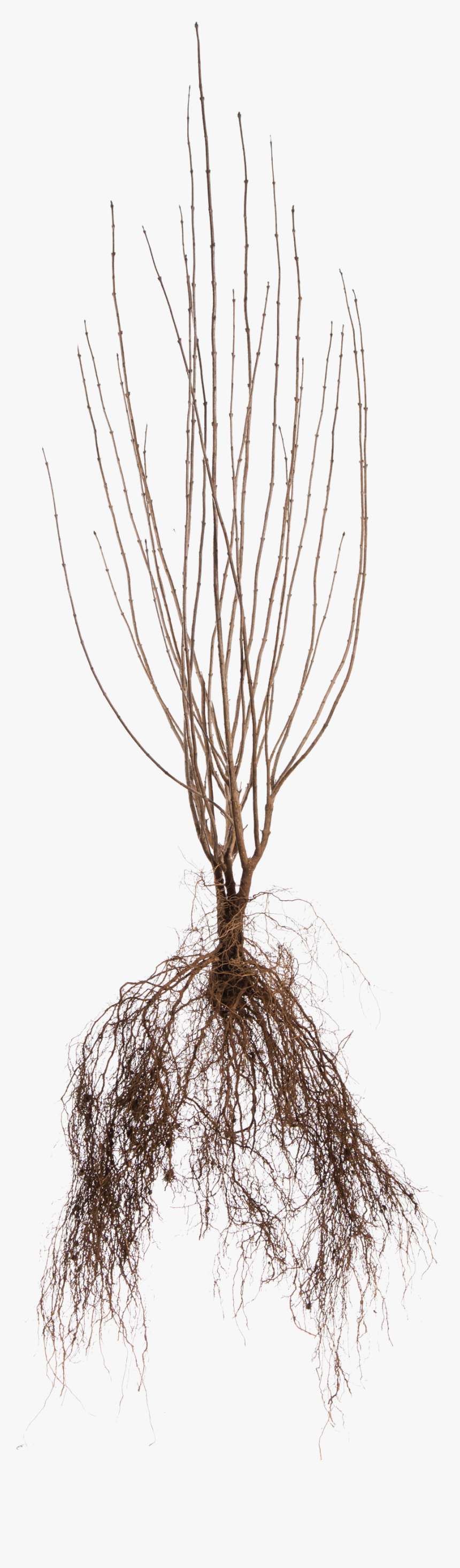 For Trees, Plant With The Root Flare At Soil Level - Pond Pine, HD Png Download, Free Download