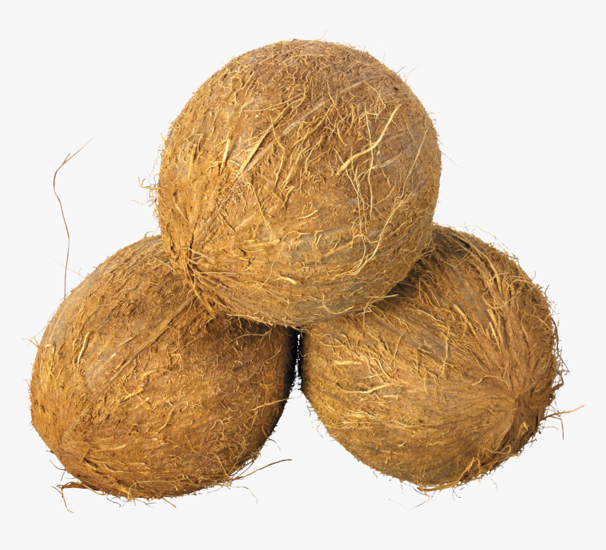 Coconuts Png, Transparent Png, Free Download