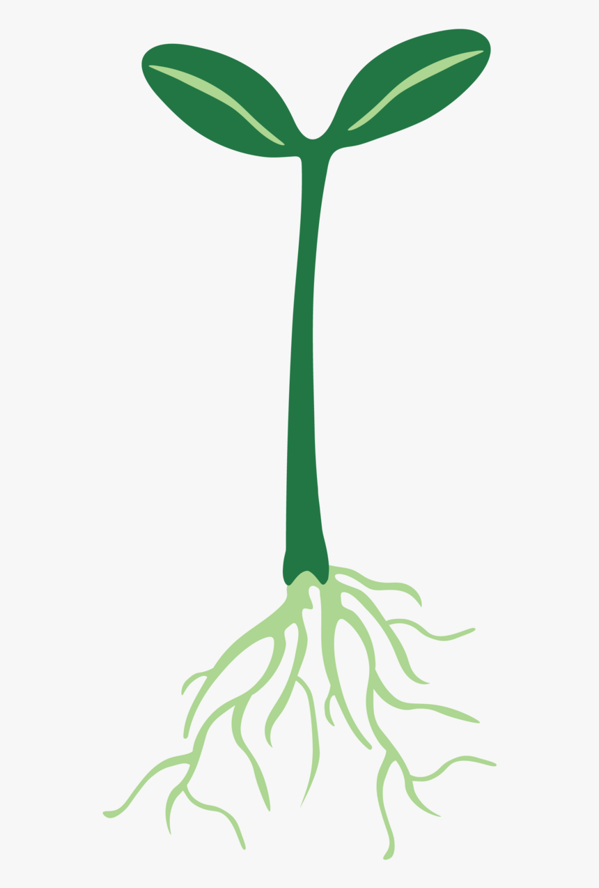 Plant With Roots Png, Transparent Png, Free Download