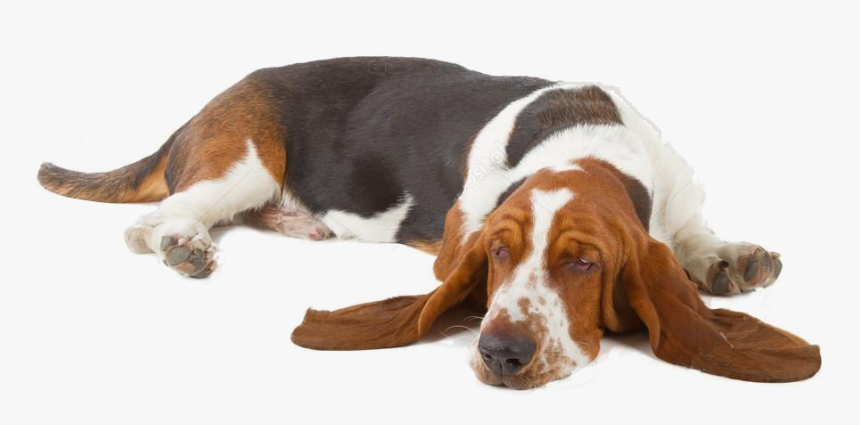 Transparent Sleeping Dog Png - Basset Hound Laying Down, Png Download, Free Download