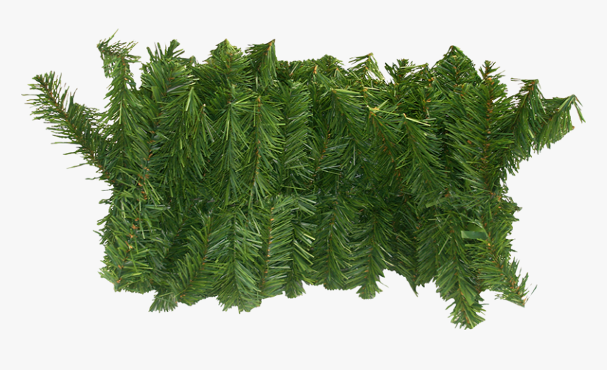 Western Yew, HD Png Download, Free Download