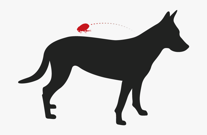 Transparent Dog Laying Down Png - Whippet Silhouette, Png Download, Free Download