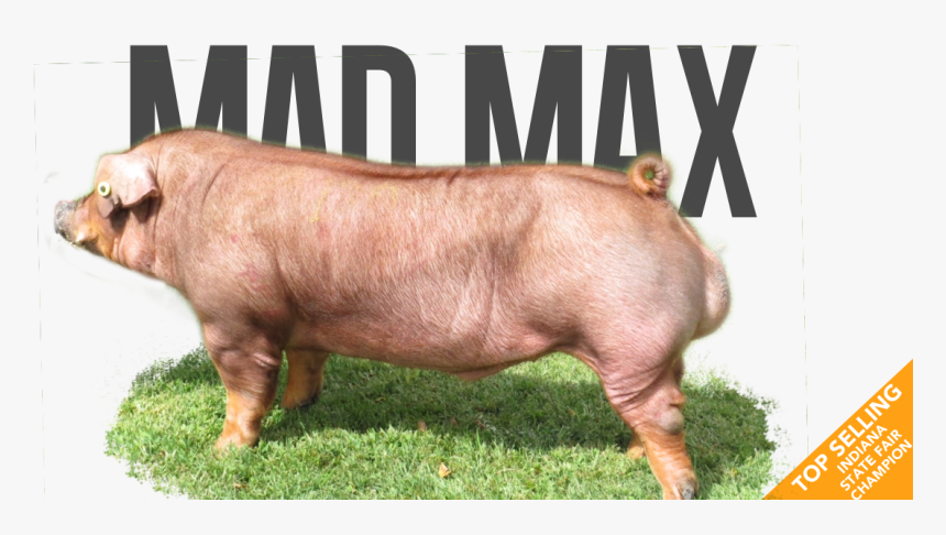 Transparent Mad Max Png - Domestic Pig, Png Download, Free Download