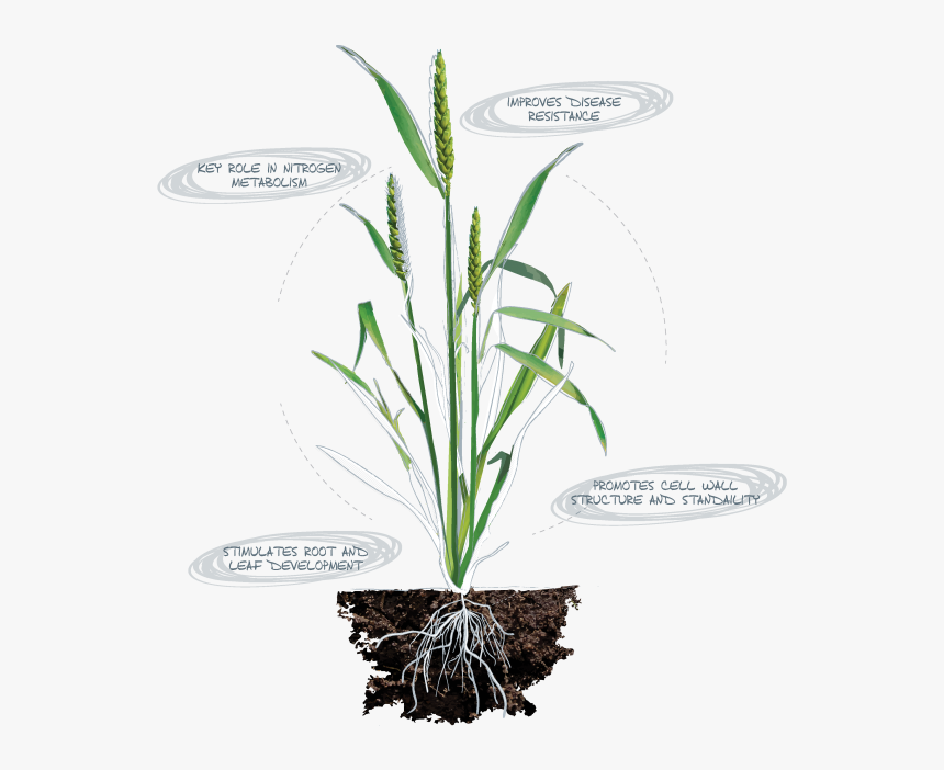 Calcium Deficiency In Plants Root, HD Png Download, Free Download