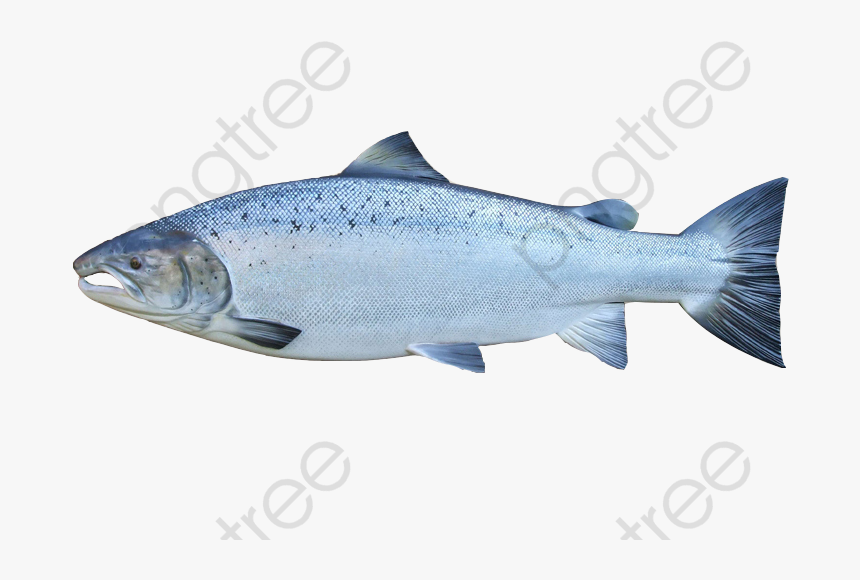 King Clipart Product Kind - Sockeye Salmon, HD Png Download, Free Download