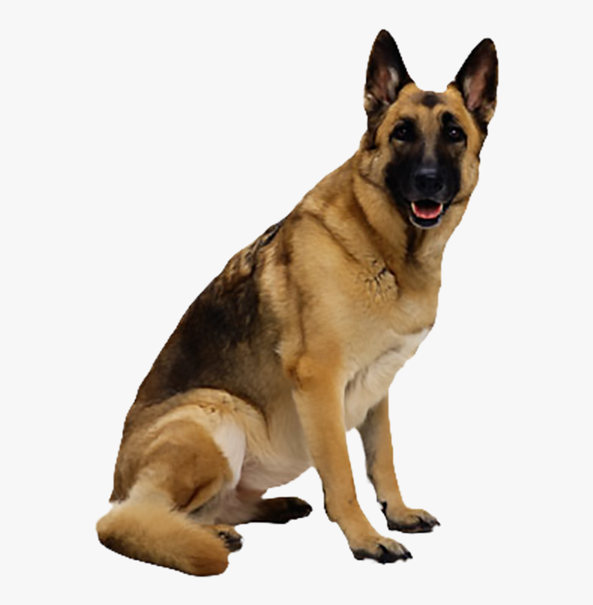 Dog Images Hd Png, Transparent Png, Free Download