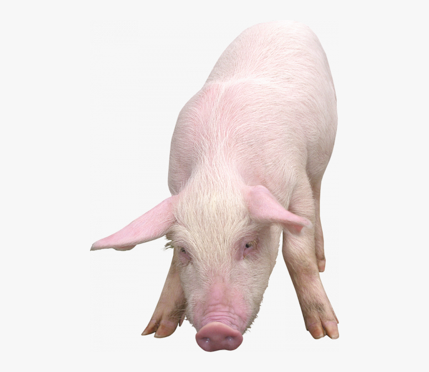 Pig Png, Transparent Png, Free Download