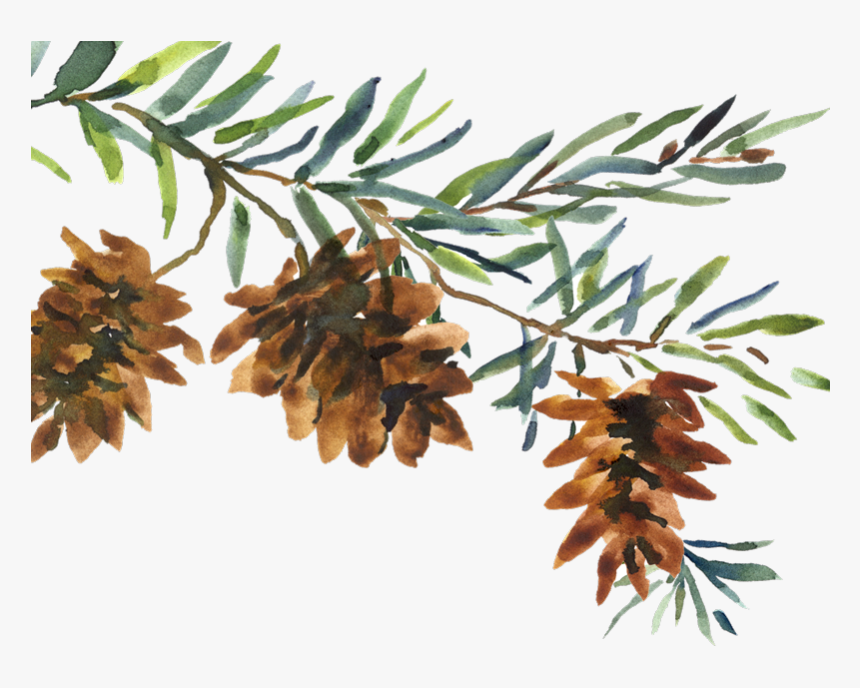 Pond Pine, HD Png Download, Free Download