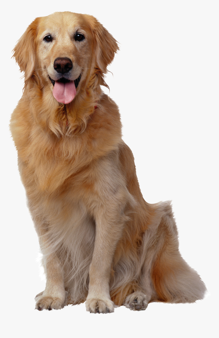 Dog Sitting Down Png, Transparent Png, Free Download