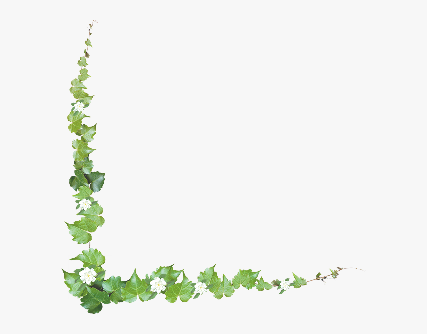 Clip Art Common Grape Vine Portable Network Graphics - Grape Vine Borders, HD Png Download, Free Download