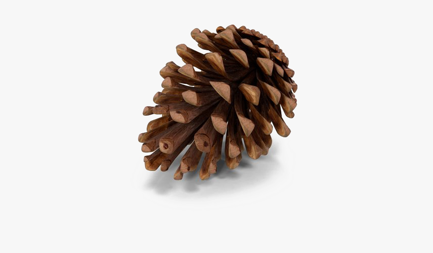 Pine Cone Png, Transparent Png, Free Download
