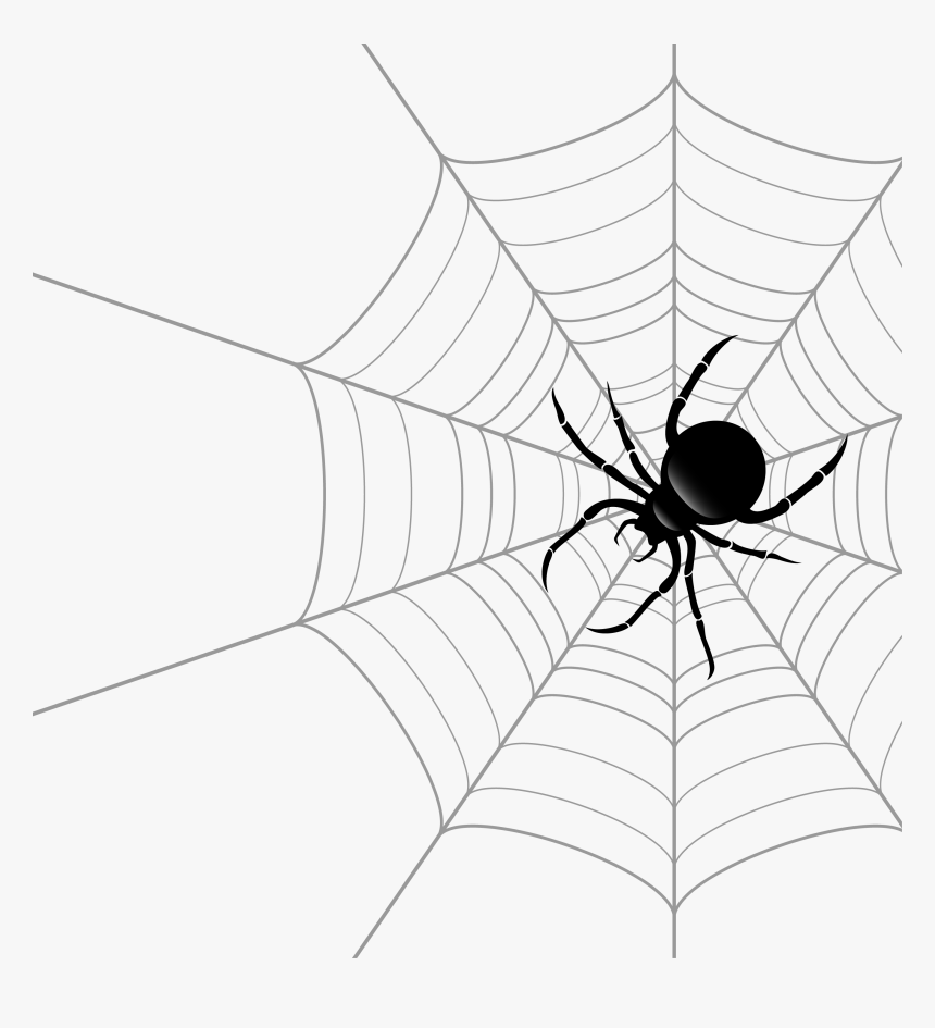 Spider Web Theridiidae Euclidean Vector - Spiderweg Png, Transparent Png, Free Download