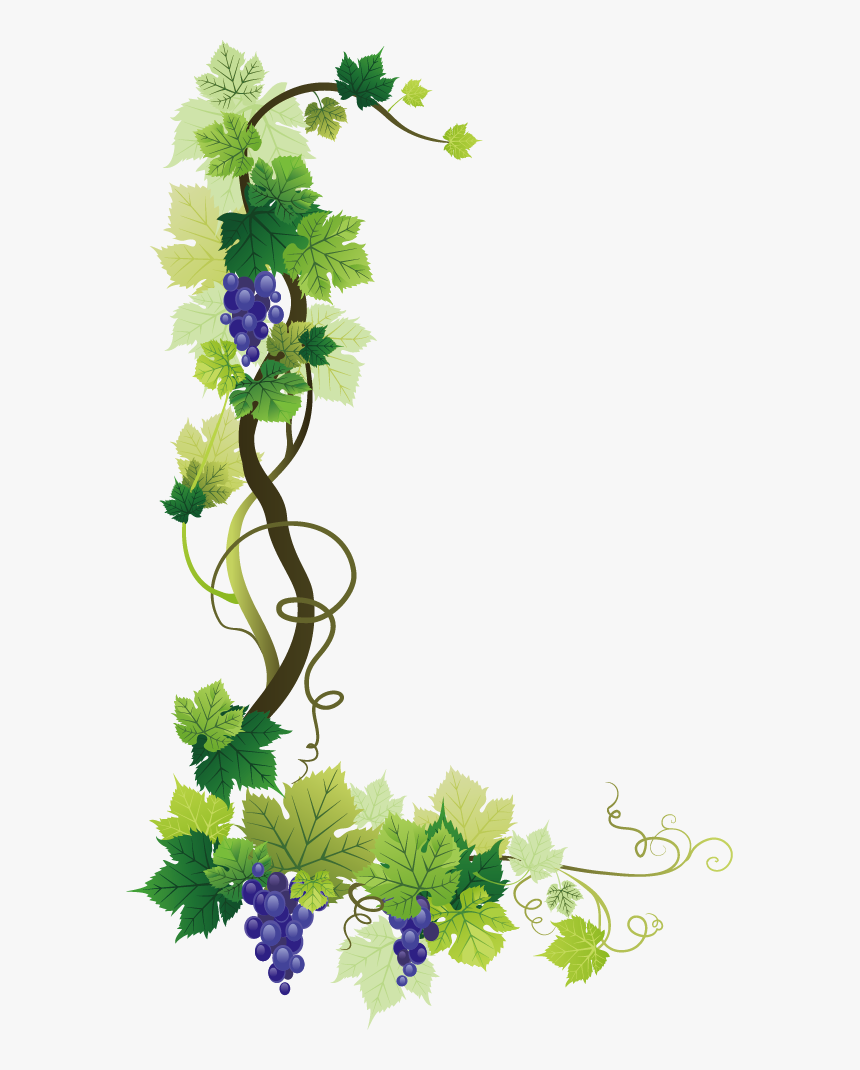 Common Grape Vine Wine Grape Leaves - Grape Vine Border Png, Transparent Png, Free Download