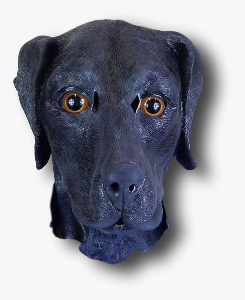 Labrador Retriever, HD Png Download, Free Download