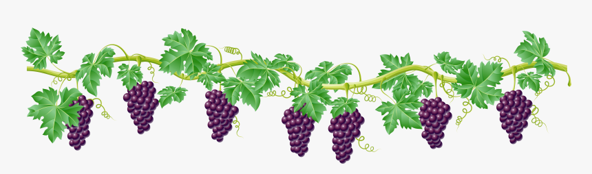 Clip Art Kyoho Clip Art Transprent - Grape Vines Clipart Png, Transparent Png, Free Download