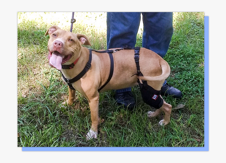 Section 1 - Box - American Pit Bull Terrier, HD Png Download, Free Download