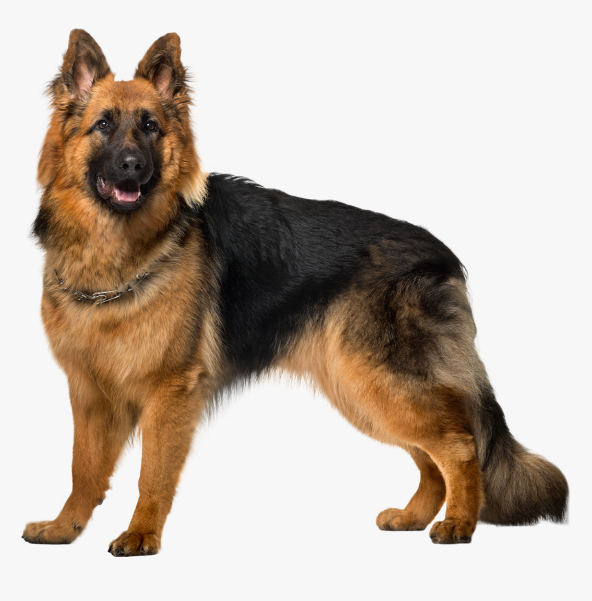 Clip Art Pictures Of German Shepherd - Dog German Shepherd Png, Transparent Png, Free Download