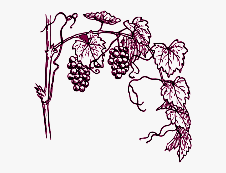 Grape Plant Easy Drawing, HD Png Download, Free Download