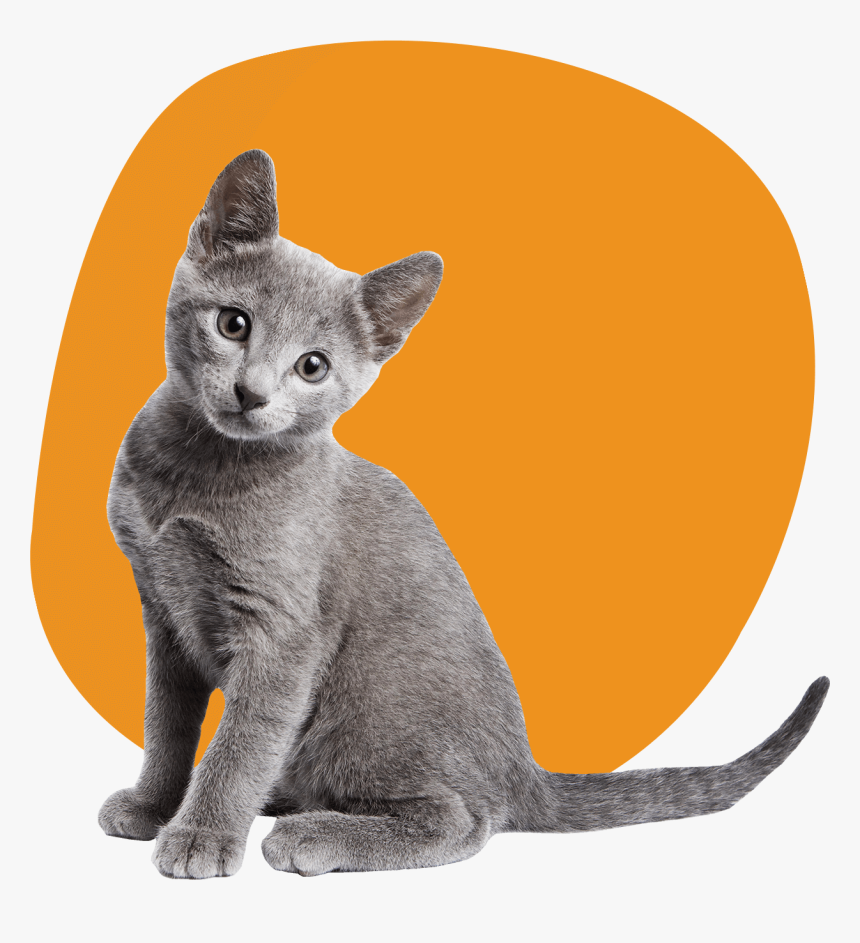 Transparents Russian Blue Kitten, HD Png Download, Free Download
