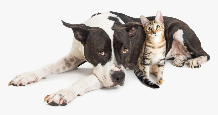 Dog Snuggling With Cat - Big Dog And Small Cat On White Background, HD Png Download, Free Download