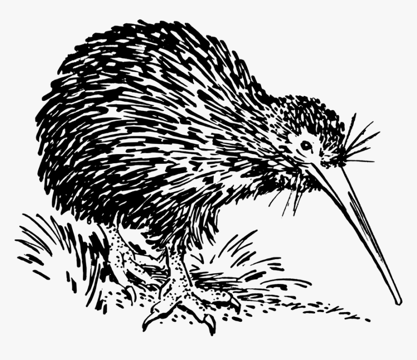 Porcupine,echidna,new World Porcupine,flightless Book,monotreme,european - Black And White Kiwi Bird, HD Png Download, Free Download