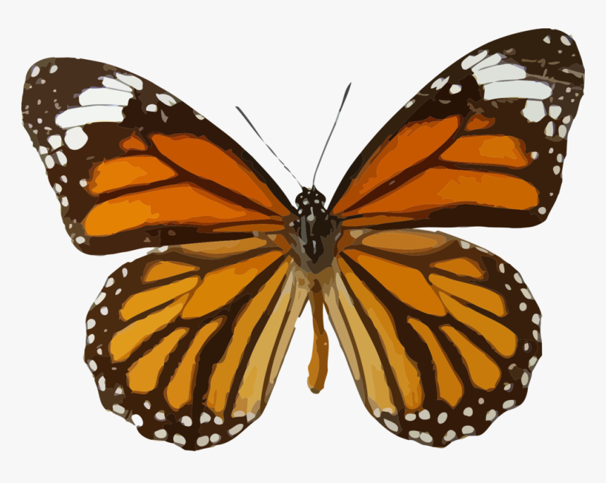 Danaus Genutia Clip Art - Monarch Butterfly On White Background, HD Png Download, Free Download