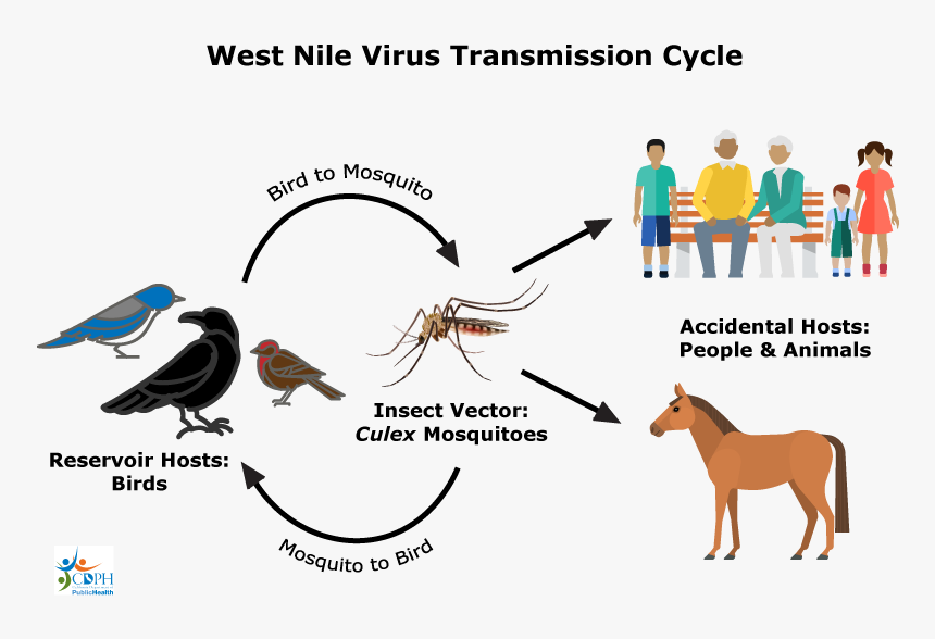West Nile Virus, HD Png Download, Free Download