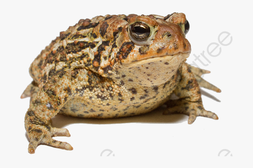 Frog Toad, Frog Clipart, Frog, Toad Png Transparent - Toad Animal Png, Png Download, Free Download