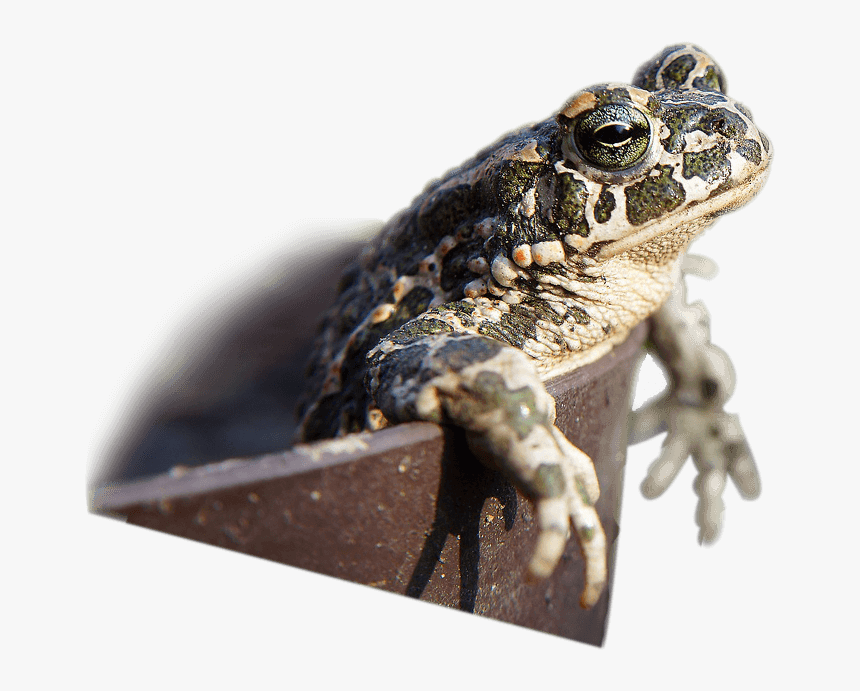 Transparent Toad Animal Png - Oak Toad, Png Download, Free Download