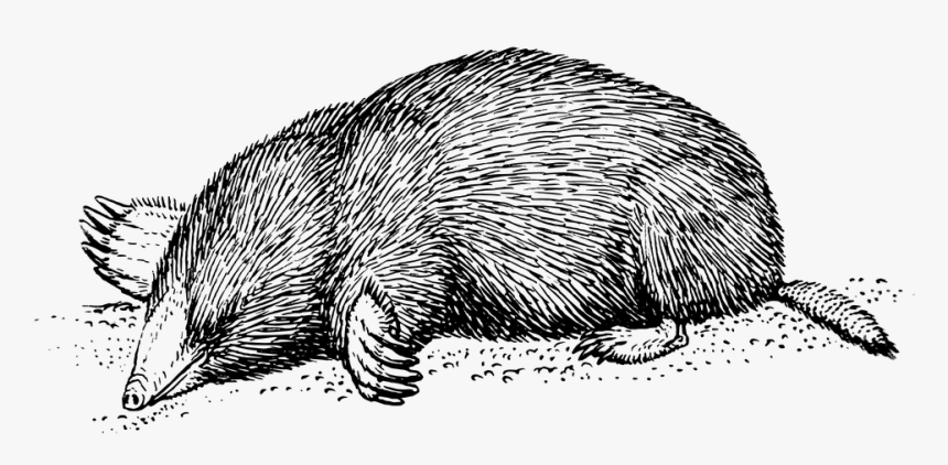 Vintage Mole Drawing - Mole Drawing, HD Png Download, Free Download