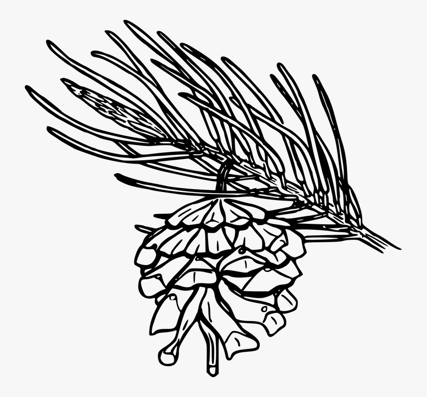 Transparent Flower Outline Png - Single Leaf Pinyon Drawing, Png Download, Free Download