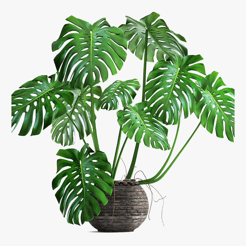 Clip Art Swiss Cheese Plant Philodendron - Monstera Plant Transparent Background, HD Png Download, Free Download