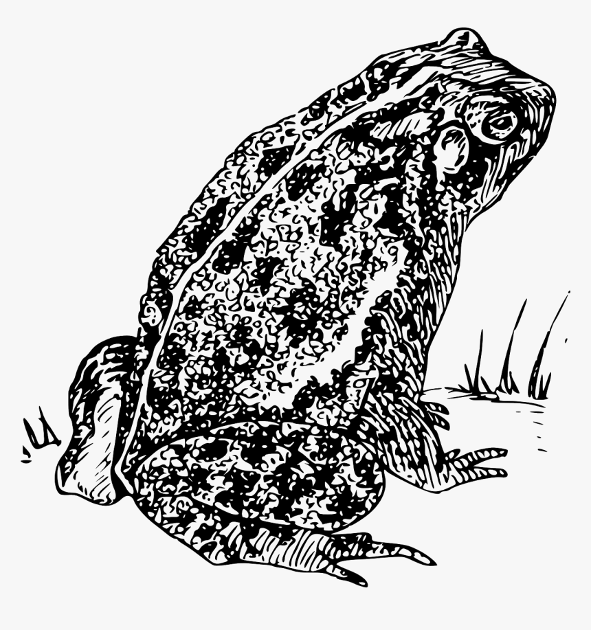 Spadefoot Toad Clip Art, HD Png Download, Free Download